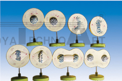 The model of cell mitosis(18parts)